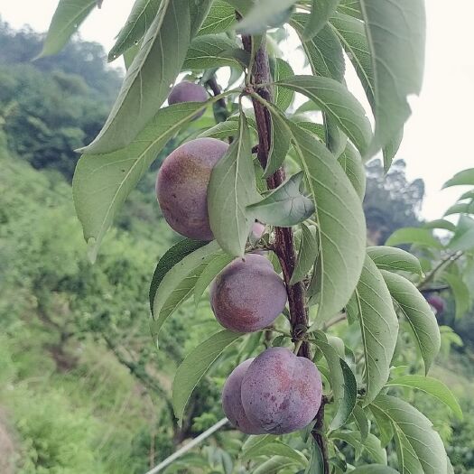 峨眉山市五月脆