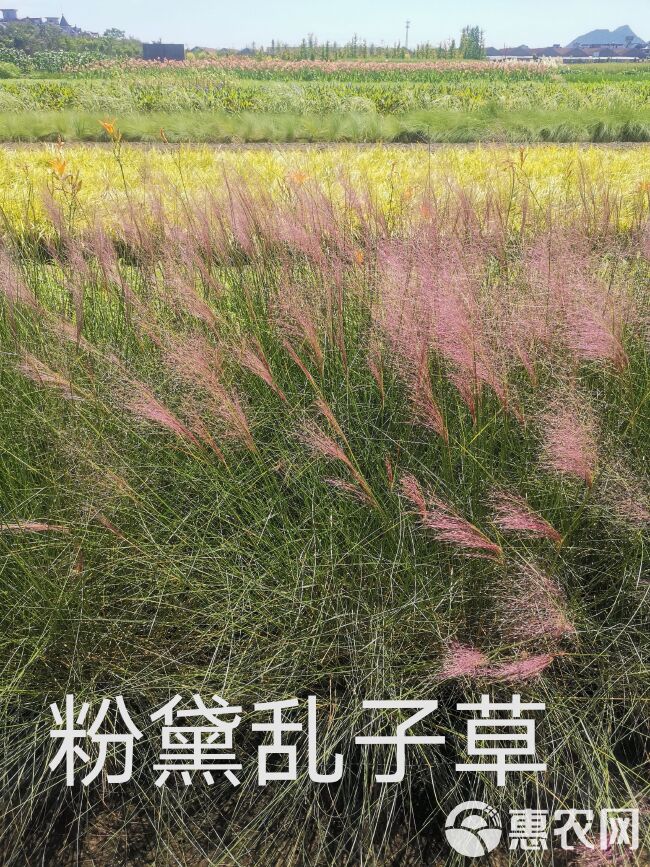 细叶画眉草 红知风画眉草，农户直销