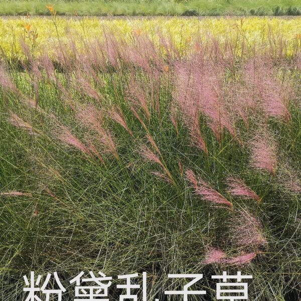 细叶画眉草 红知风画眉草，农户直销