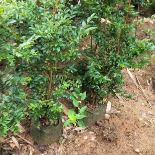 灵山县四季早熟嘉宝果苗 沙芭嘉宝果苗