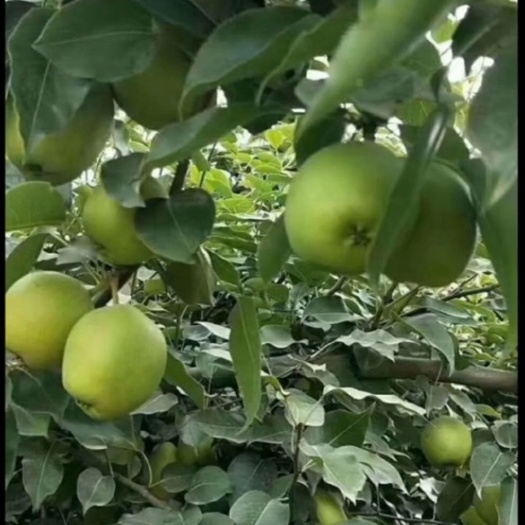 蒲城县陕西省蒲城县青皮早酥梨，已上市，口感脆甜欢迎广大客商采购。