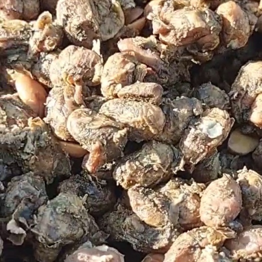 开平市散装黄豆粒酱油渣