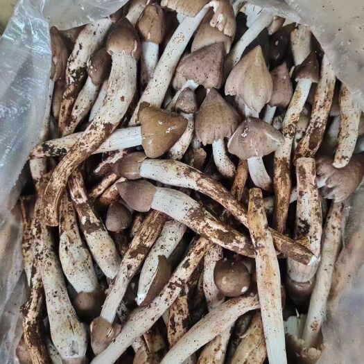 广州增城荔枝菌批发
