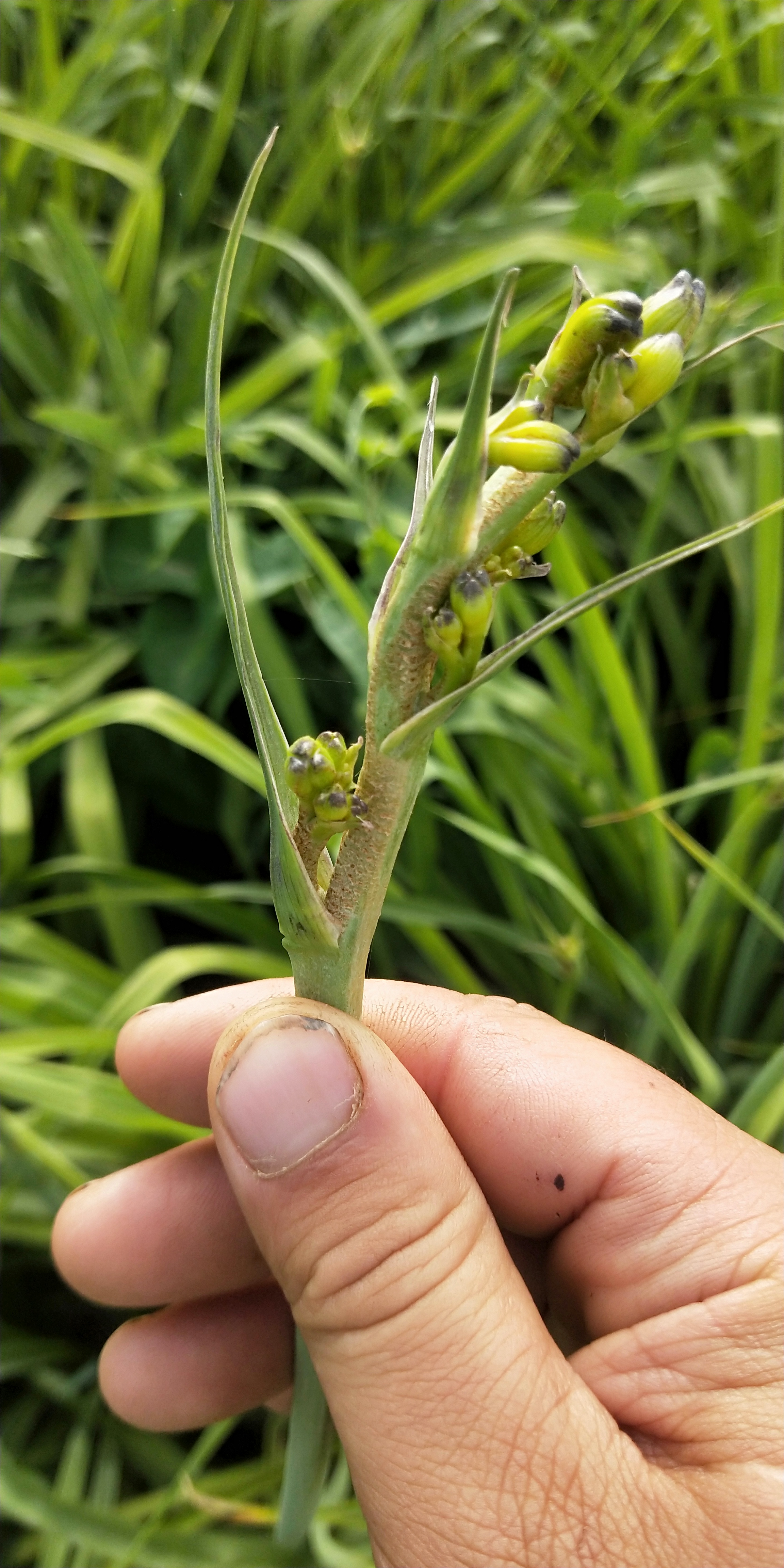 黄花菜叶枯病图片图片