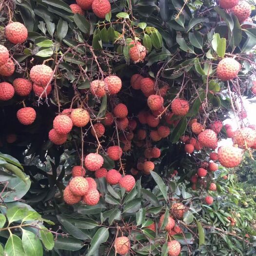 廉江市桂味