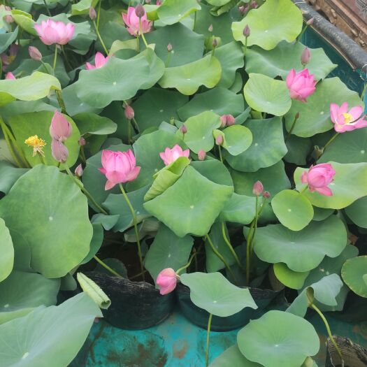 青州市优质荷花 品种荷花 基地大量出货质量保证欢迎实地考察