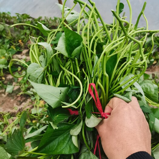 濮阳商薯19大量供应中