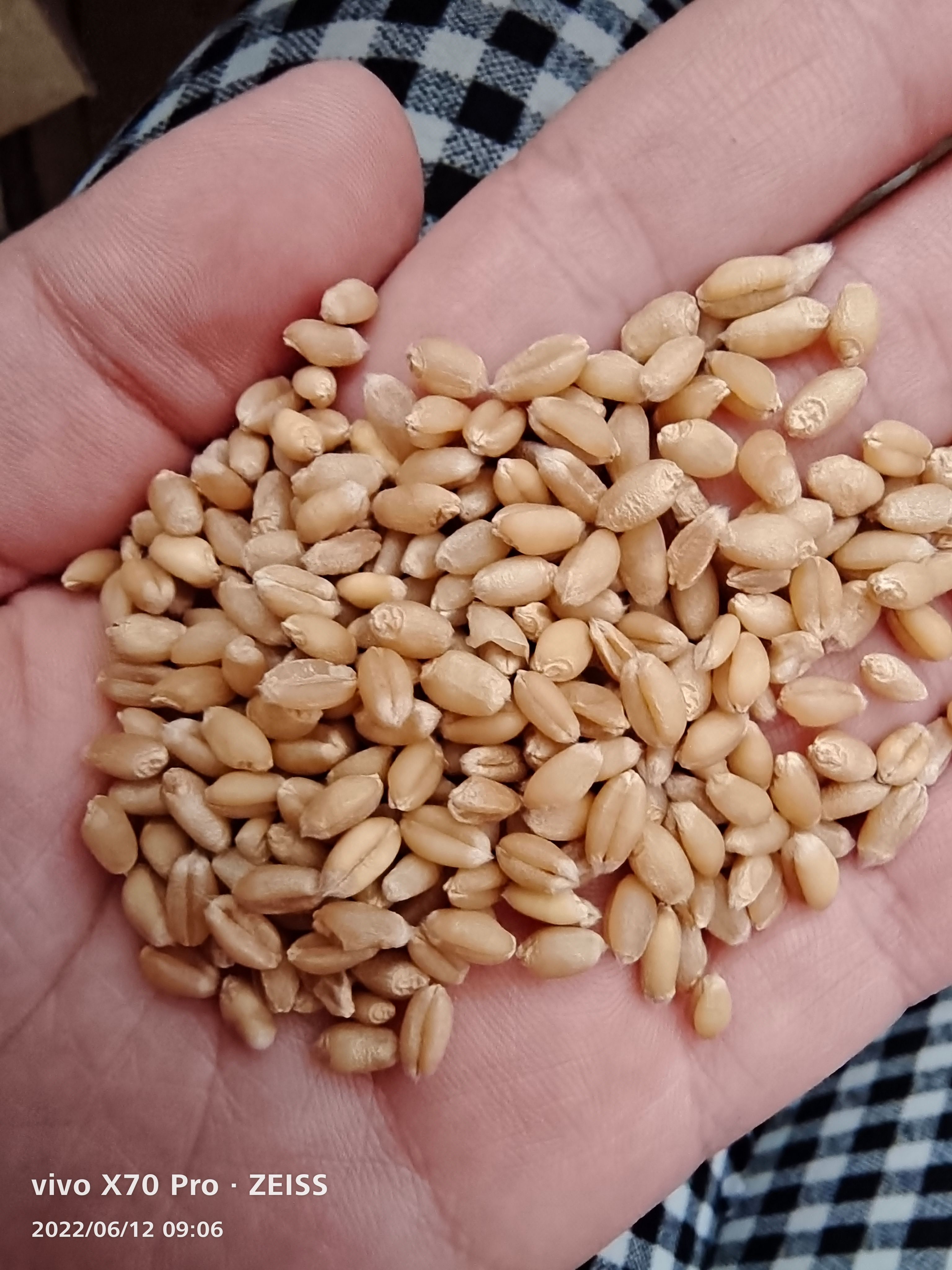 红麦  精选优质小麦   麦种小麦   去石小麦