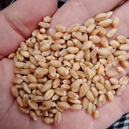 白麦  精选优质陈小麦   麦种小麦   去石小麦