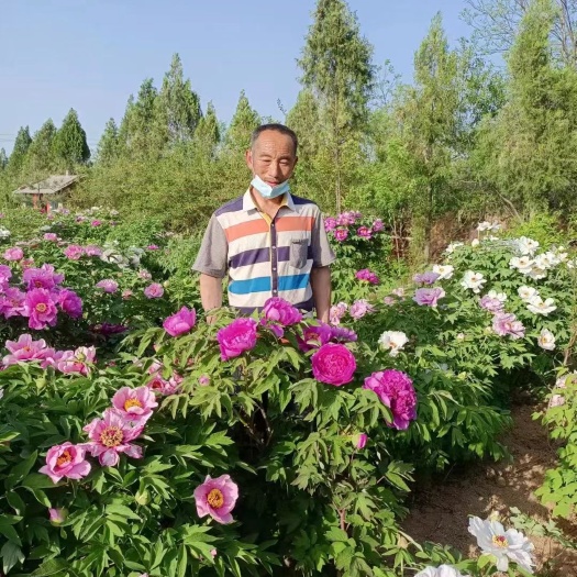 菏泽菏泽多色单瓣牡丹，园林绿化工程建设用苗