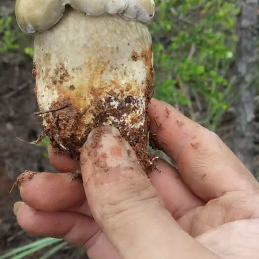 陆良县牛肝菌精品鲜货