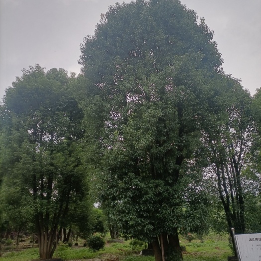 沅江市丛生骨架香樟