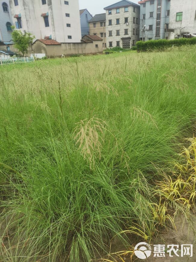 细叶画眉草 红知风画眉草，农户直销