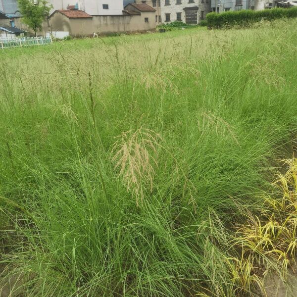 细叶画眉草 红知风画眉草，农户直销