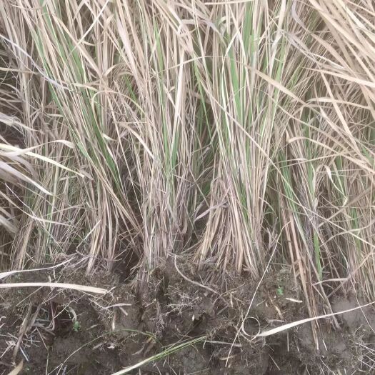 白茅草 白芒草，农户直销