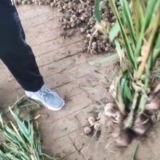 北镇市辽宁锦州大面积紫皮大蒜上市有独头和瓣蒜
