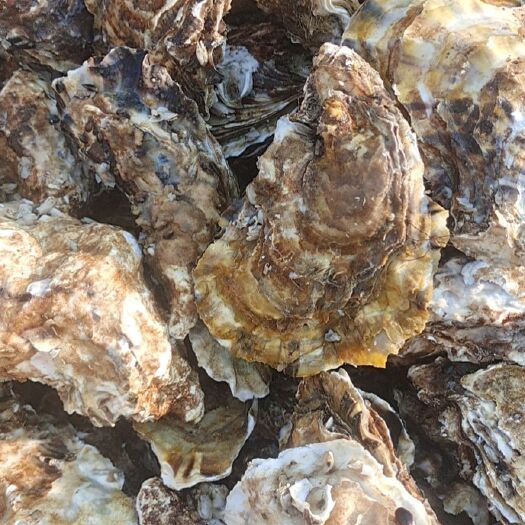 夏季生蚝，牡蛎