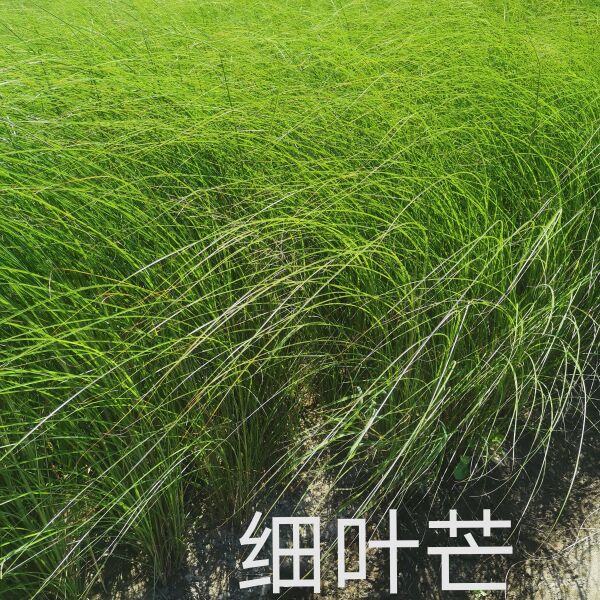 细叶画眉草 红知风画眉草，农户直销