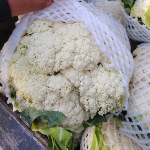 临洮县散花