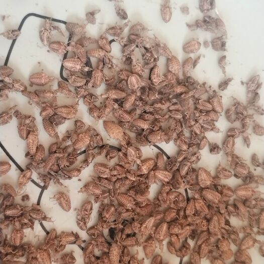 皋兰县金沙牛