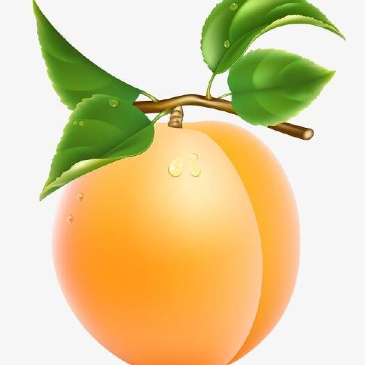 伽师县新疆吊干杏