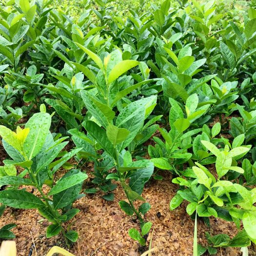 藤县广东香水柠檬杯苗四季可种四季有果摘种下一年可挂果皮薄多汁