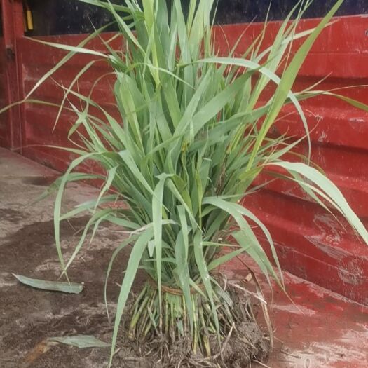 杭州青叶芦竹，农户直销