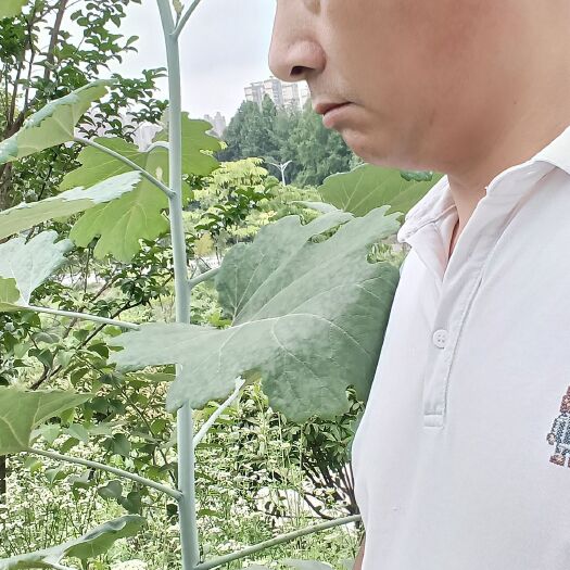 怀化博落回