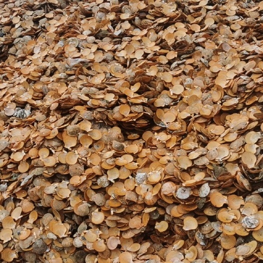 雷州市黄金扇贝壳