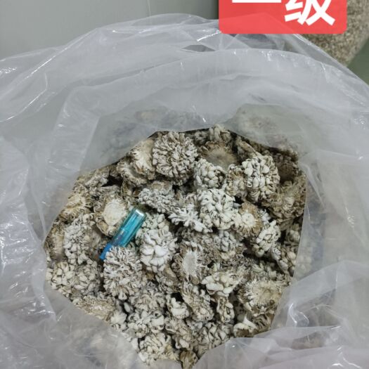 上海白参菌干货，低价出