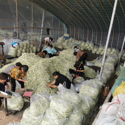 诸城市九粒白芸豆