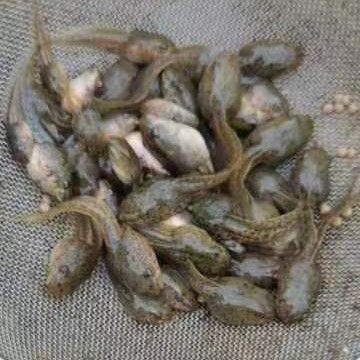 青蛙豌豆苗