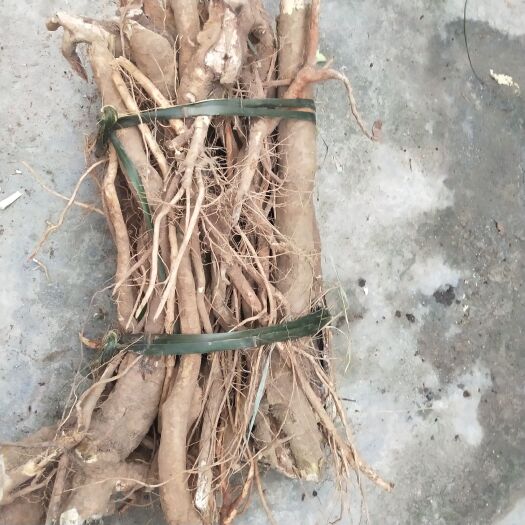 德保县黄花倒水莲