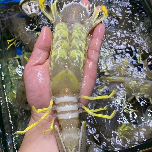 广州活发泰国皮皮虾一手供应商