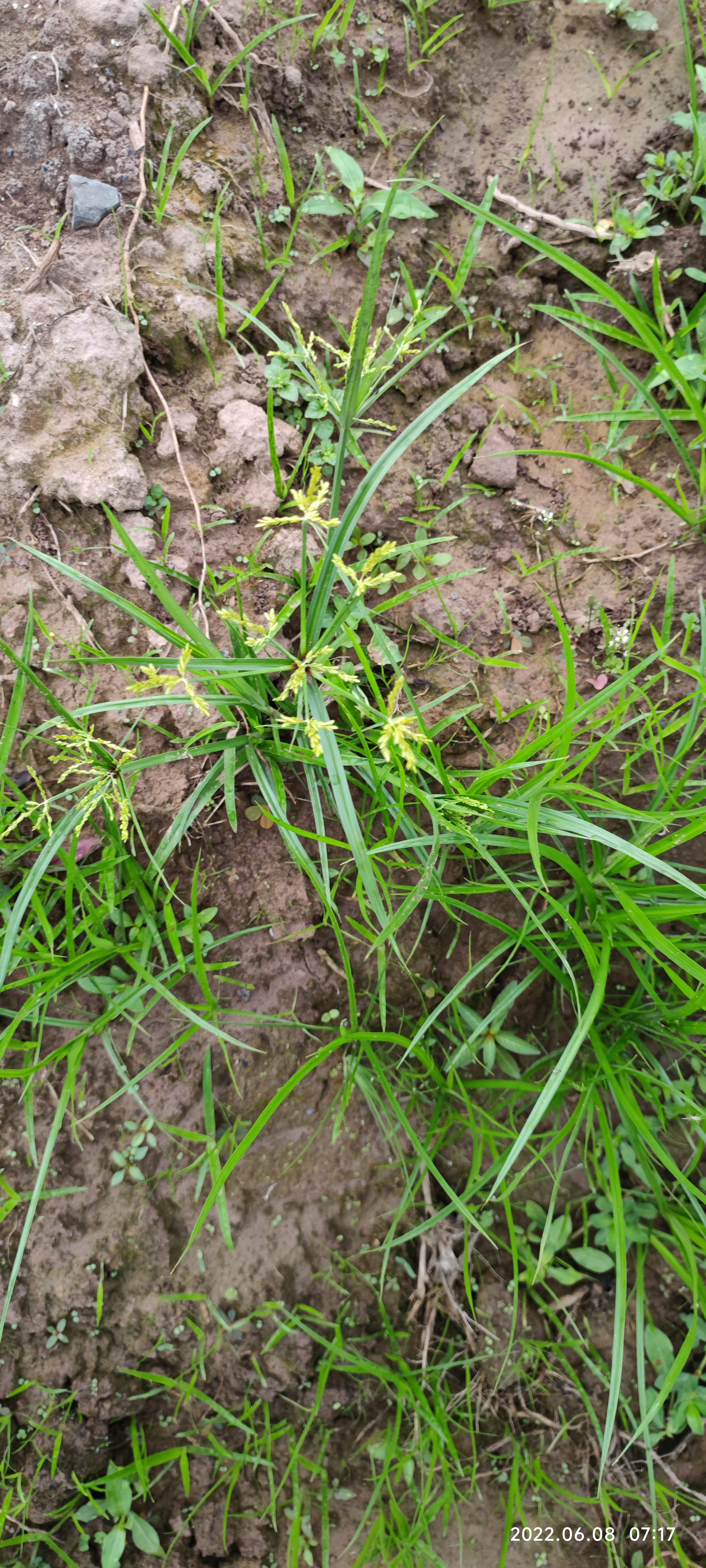 是否有除掉红薯地里的此草