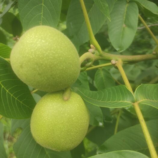 米易县核桃