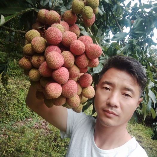 灵山县妃子笑荔枝 大量上市  产地直销  质量保证