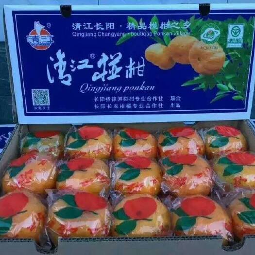 长阳县长阳岩松坪椪柑