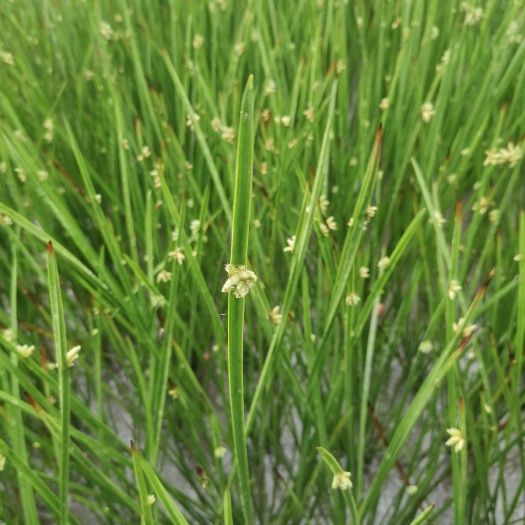 杭州水毛花 海三棱藨草，基地直销