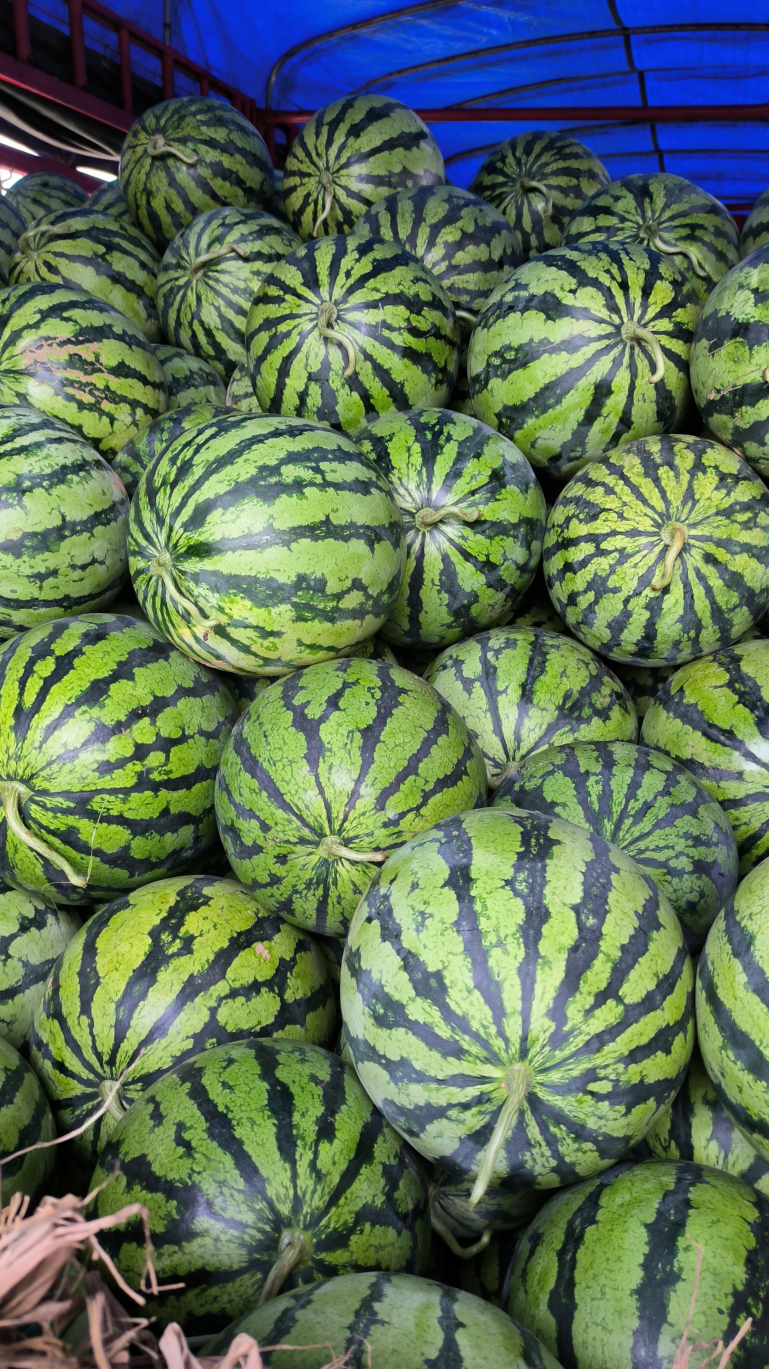 西瓜，美都西瓜大量有货，保证质量，誠信做事。