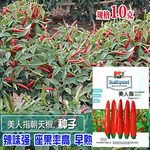 成都美人指单生朝天椒种子 农田菜园可四季盆栽辣味浓小辣椒蔬菜籽