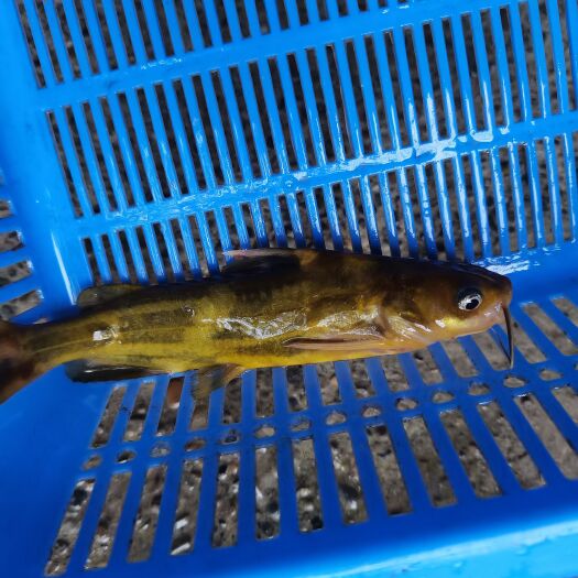 桂林黄骨鱼