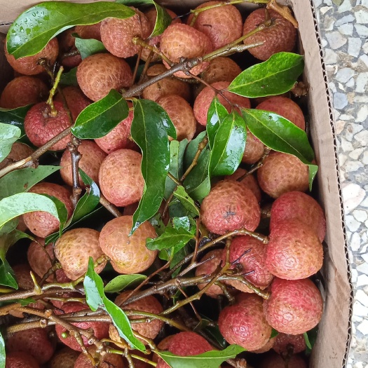 高州市龙眼