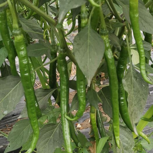 绵阳厚皮辣椒二荆条