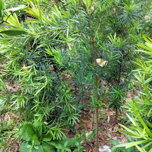 红芽罗汉松