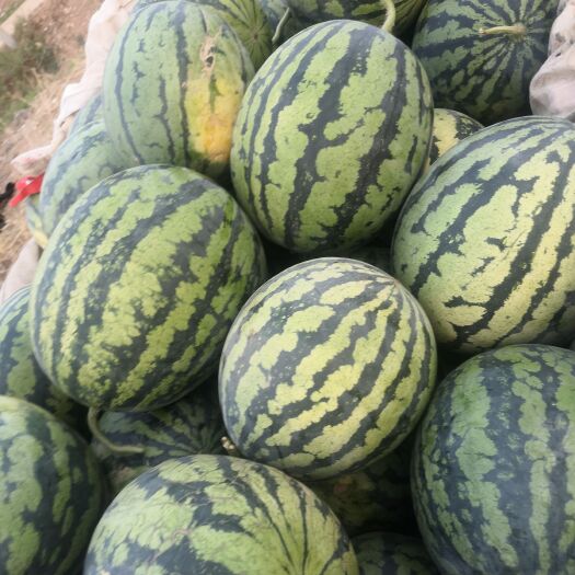 砀山县西瓜  甜王 8424  美都 早春红玉 大量供应