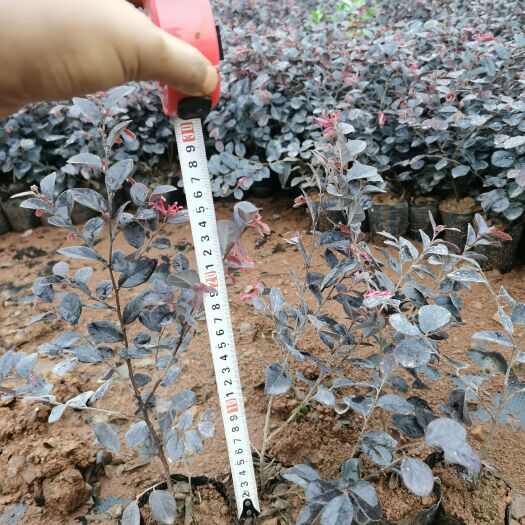 宜良县双面红  苗圃种植，大量供应！