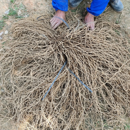 桂林牛尾菜  牛尾菜干货  牛尾蕨干货  牛尾菜根