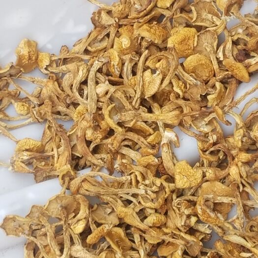 滑子菇，纯去根货，无杂质，质量过硬，