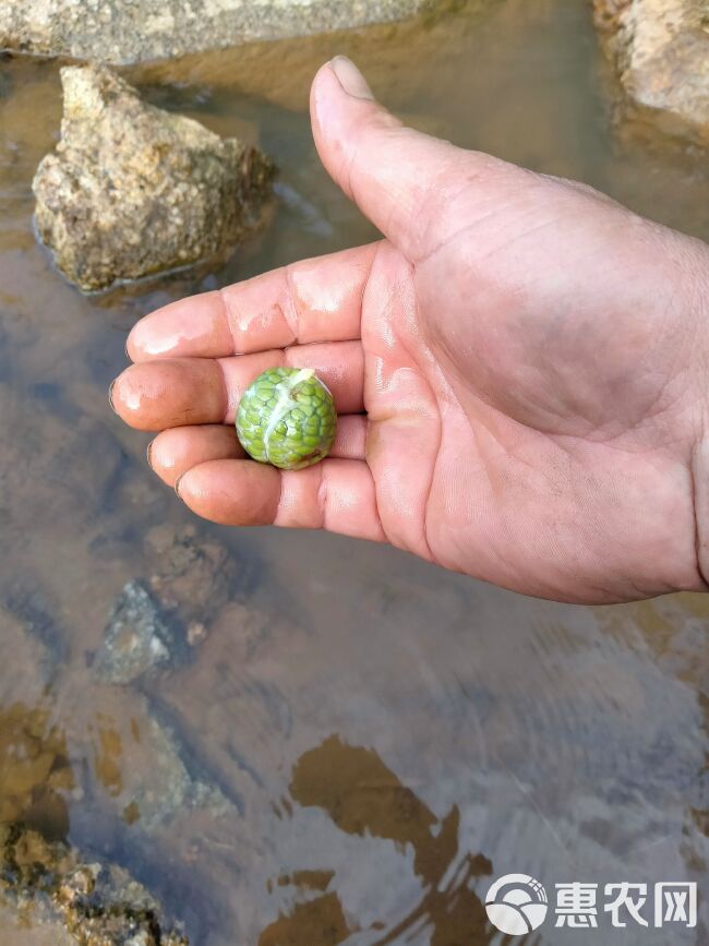 草蔻或草豆蔻鲜果